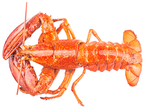 Boston Lobster