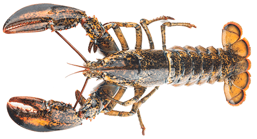 Norwegian Lobster